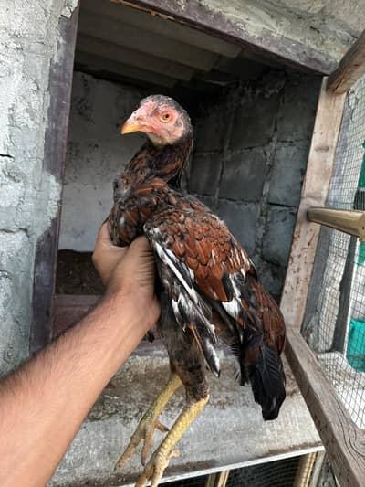 Aseel Mianwali Pathi Madi