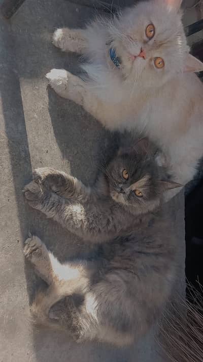 Persian Cats for Sale – Loving Pair (Male & Female)