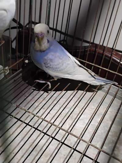 rainbow and voilet king size patha