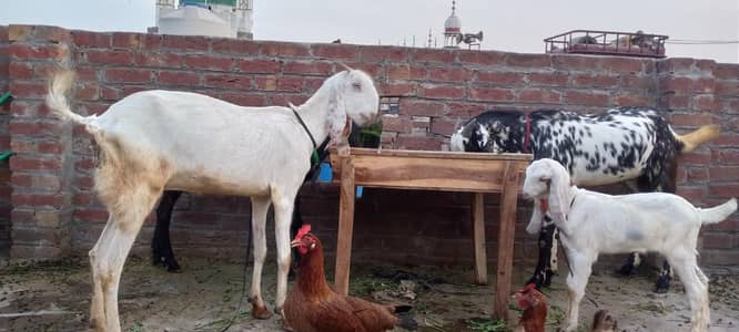 3 male + 2 female + 1 male bacha