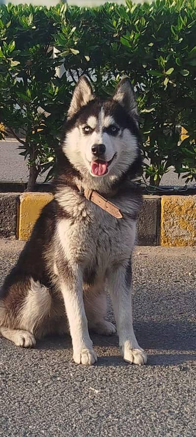 bella siberian husky