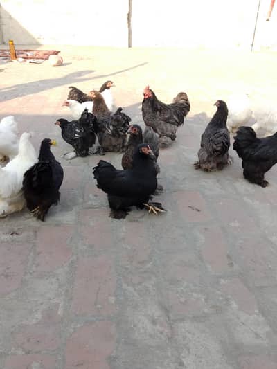 bantam for sell
