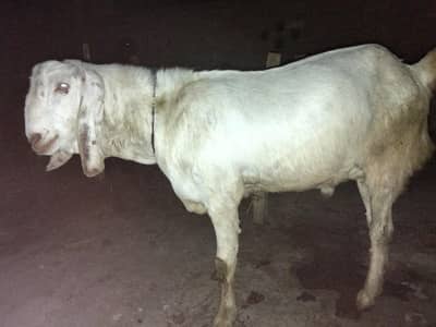 qorbani kay Liya mota bakra