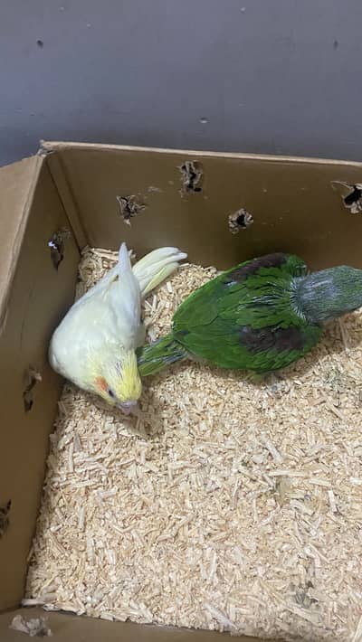 Talking parrots chiks available