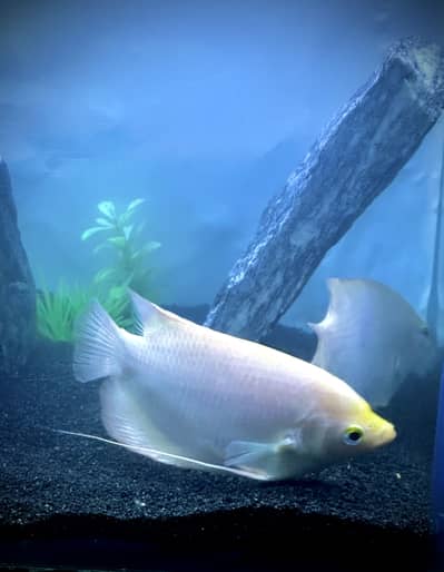 Giant Gurami Pair