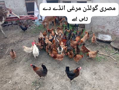 Golden Misri / eggs lying / chuza / chicks / Aseel chicks /Aseel Heera