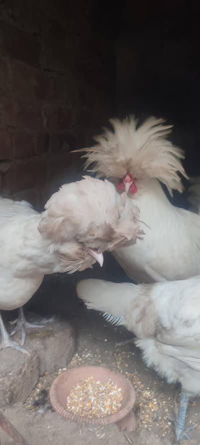 white polish fertile eggs