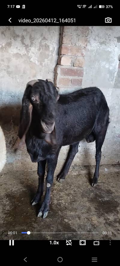 Bakra betal height almost 41.42 for sale