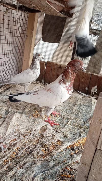 Pigeon ( 3 kabootr )