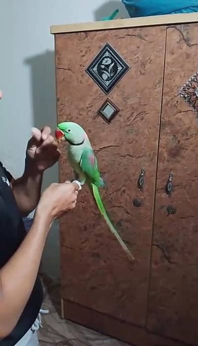 Kashmiri raw parrot for sale