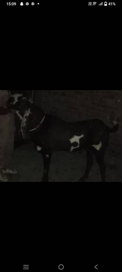 Bakra
