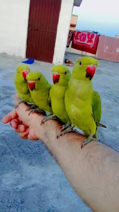 03369510495 Green ringneck parrot male female handtame