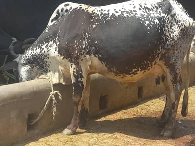 cholistani cow sath male baby dodh cnfrm 8kg 2.5mah ki ghbn cnfrm