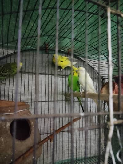 budgies/Australian parrot with cage 3200