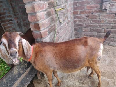 mashaala taear imported zero saiez tady female 03064295133 erjant sael