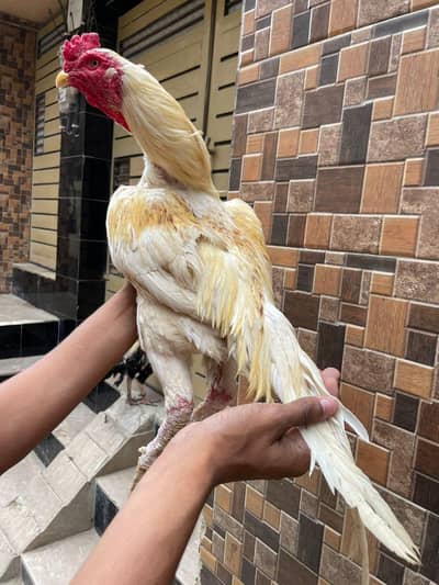 high quality boska male 03711036880