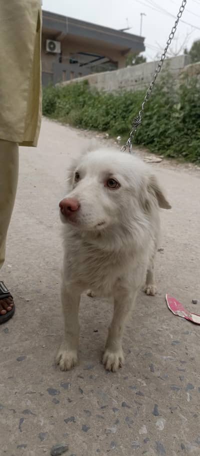 Dog for sale Name is key