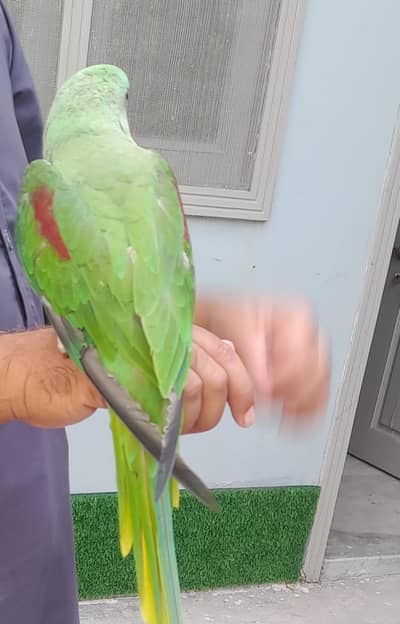 Raw Parrot / Talking Parrot / Green Parrot  for sale