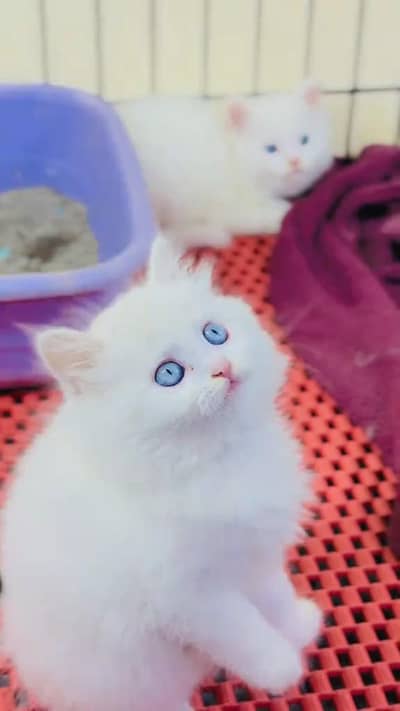 beautiful Persian female for sale 03262107955 my WhatsApp number