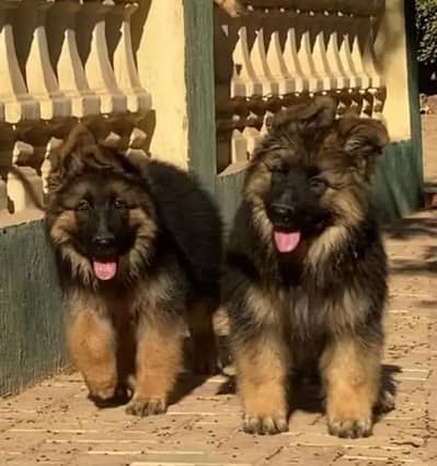 German Shepherd long coat puppy. 03444815864WhatsApp