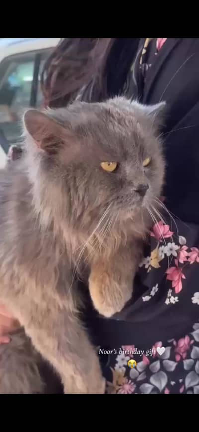 Persian triple coated male (deep blue_peeked face)