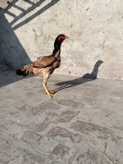 Pakistani kamalia blood line