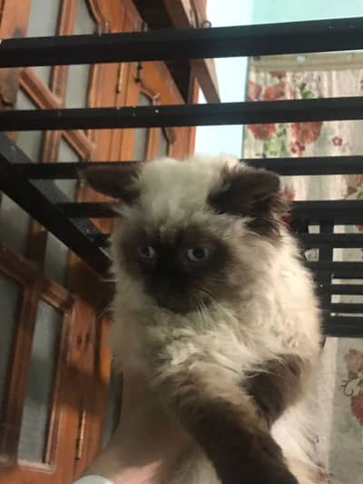 Siamese 2 month baby.