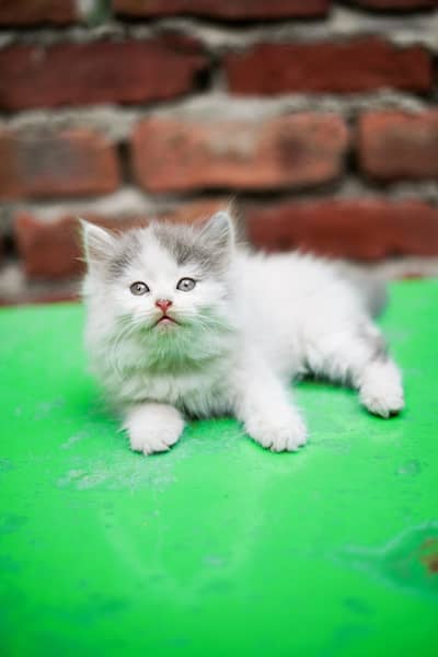Persian kittens triple coat
