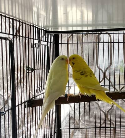 budgies pair