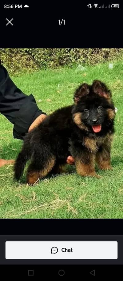 German Shepherd male puppy for sale 03262107955 my WhatsApp number