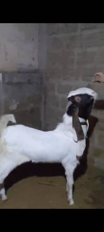 2 dant bakra