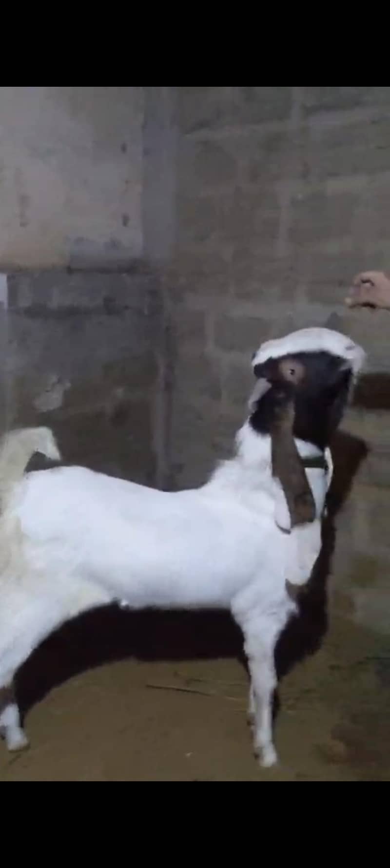 2 dant bakra 0
