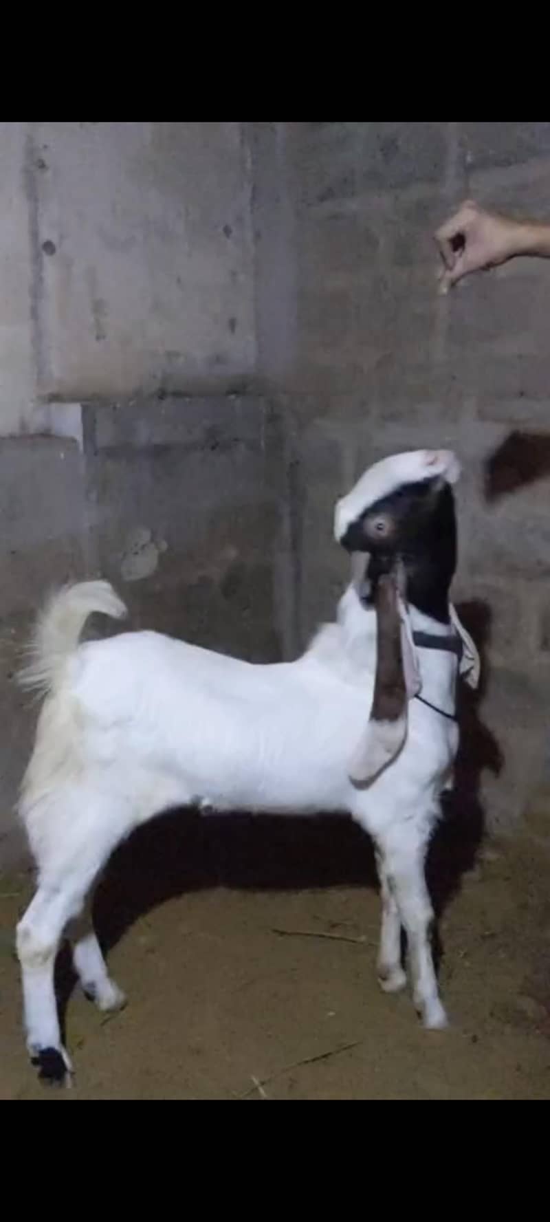 2 dant bakra 1