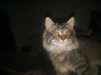 3 month mal cat   full rasion