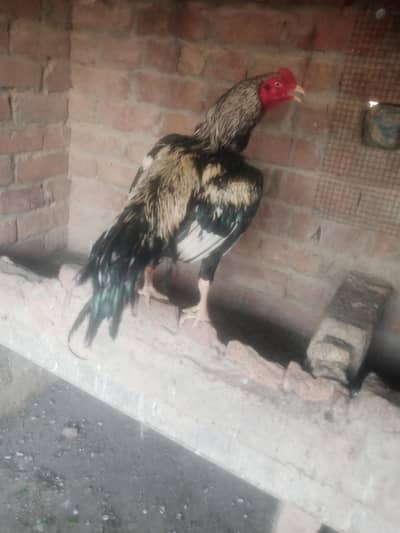 moskhaa breed for sale high quality 03192135303