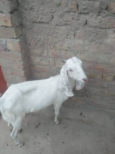 2 Goats Sindhi nasal most beautiful