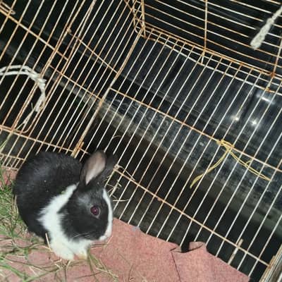 Pair baby 15days old