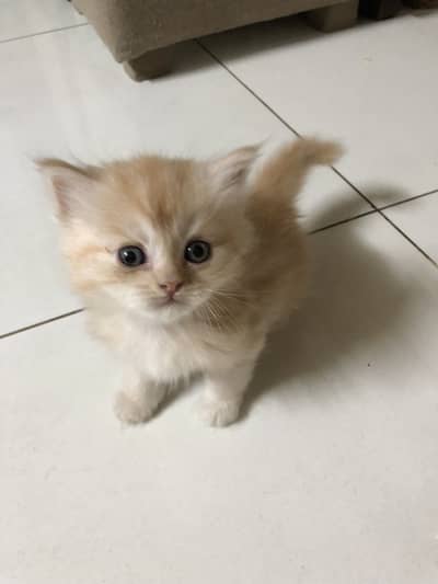 Persian cat kitten for sale