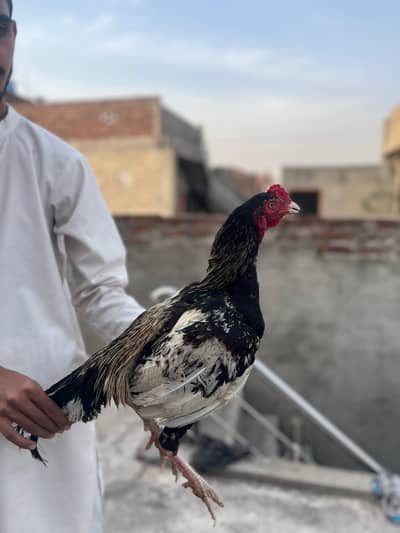 exchange possible with phone what app 03004782436