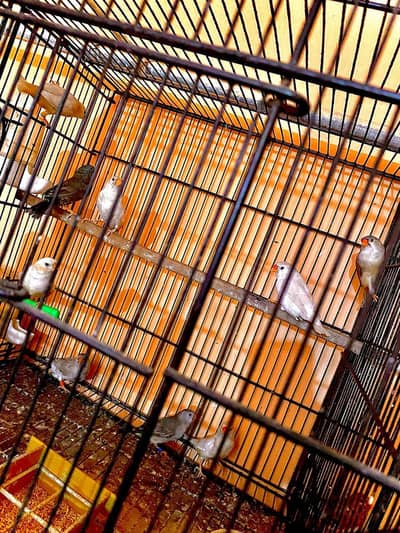 half Orange Zebra Finches orange 