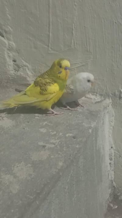 1 pair Australian parrots With Cage.
