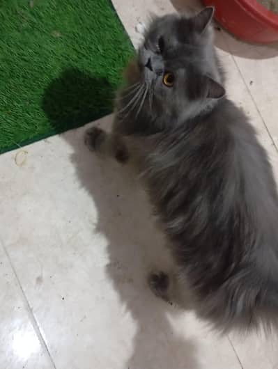 Persian cat female