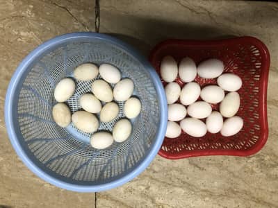 DUCKS EGGS FOR SALE
