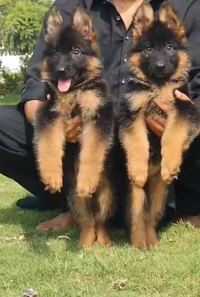 German Shepherd long coat puppy. 03444815864WhatsApp