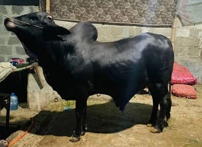 bachray Qurbani 2026