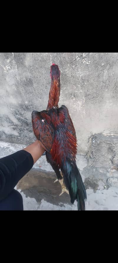 Pure japnese Shamo patha for sale age 9 month