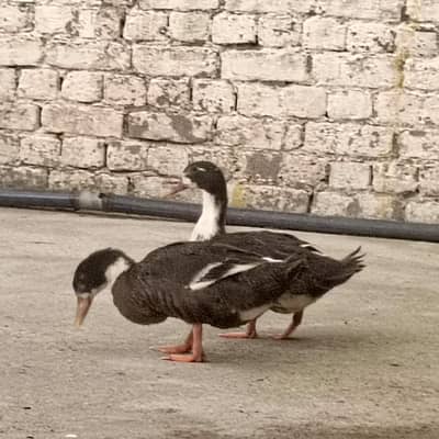 Healthy pair of Black and white Magpie/Ancona ducks for sale -
