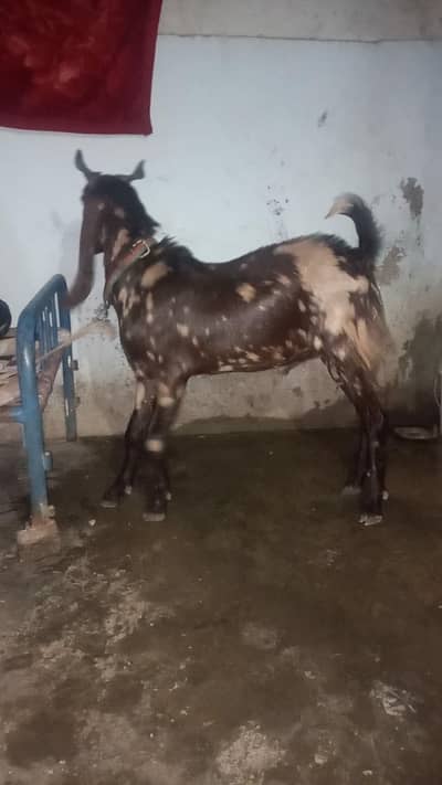 Bakra Ajrak kamori