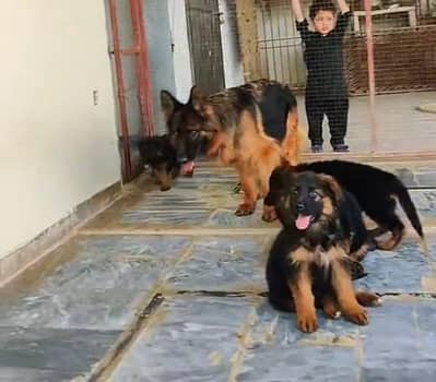 German Shepherd long coat puppy. 03444815864WhatsApp