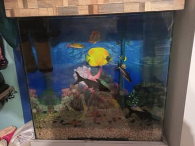 aquarium with 4 fishes blue line shark